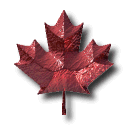 Canadian Red Maple